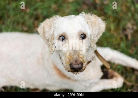 Der Maulkorb des weißen Hundes schaut in die Kamera. Ein großer königlicher Pudel im Park. Stockfoto