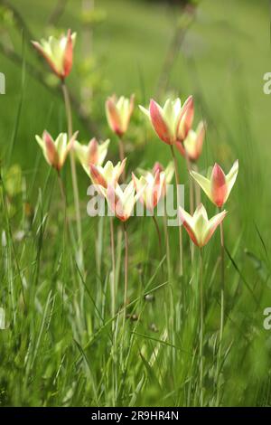 Wunderschöne Frühlingstuppen im Garten Stockfoto