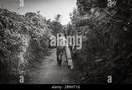 Eine vietnamesische Farmerin schiebt ihr mit Bambus beladenes Fahrrad auf einen Pfad auf einer Insel inmitten des Roten Flusses in Hanoi, Vietnam. Stockfoto