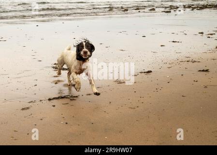 Springer Spaniel Hund läuft nass am Strand Stockfoto