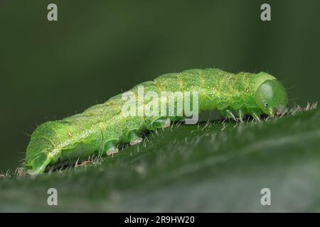 Winkelschirme Mottenraupe (Phlogophora meticulosa), die auf Brachelblättern ruht. Tipperary, Irland Stockfoto