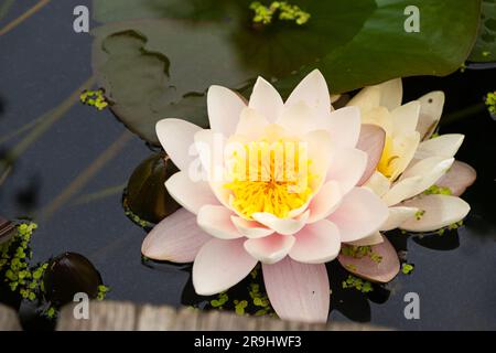 Rosa nymphea, Wasserlilie im Teich, Blumen aus der Nähe. Stockfoto