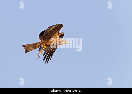 Ein schwarzer Kite (Milvus migrans), der einen Fisch fliegt und kaschiert. Stockfoto