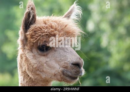 Alpaka. Arten pacos Gattung Lama Familie Camelidae Ordnung