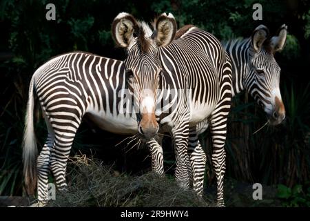 GREVY Zebra Stockfoto