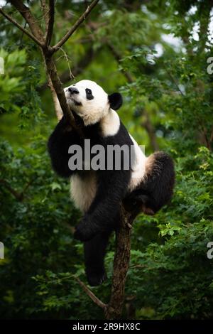 Riesenpanda bei bei in einem Baum im Jahr 2019. Am 22. August 2019 wurde er 4 Jahre alt und verließ den Zoo am 19. November 2019 als Teil einer Genossenschaft nach China Stockfoto