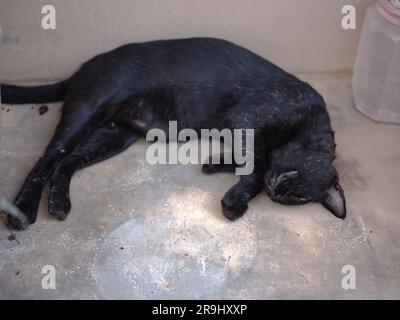 Die schwarze Katze mit gelben Augen liegt auf dem Boden Stockfoto