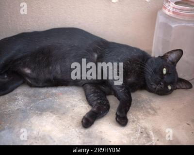 Die schwarze Katze mit gelben Augen liegt auf dem Boden Stockfoto