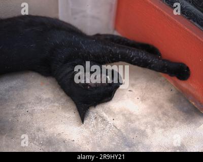 Die schwarze Katze mit gelben Augen liegt auf dem Boden Stockfoto