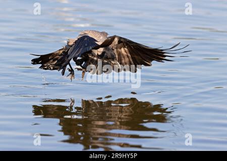 Eine Krähe mit Kapuze (Corvus cornix) im Flug, die etwas aus dem Wasser schnappt. Stockfoto