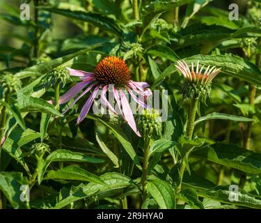 Nahaufnahme eines rosa Nadelwassers im Morgenlicht Stockfoto