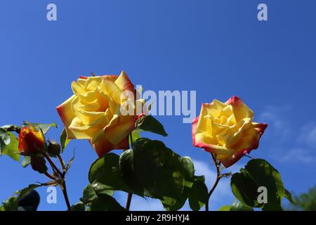 Wunderschöne Rosen vor einem leuchtend klaren blauen Himmel. Stockfoto