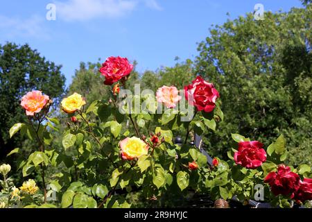 Schöner, heller, steigender Rosenbusch. Stockfoto