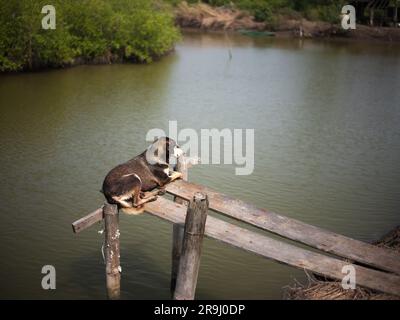 Der Hund sitzt auf einer hölzernen Plattform in der Nähe des Fischteiches. Stockfoto