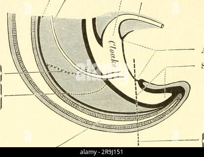 "Einführung in die vergleichende Anatomie der Wirbeltiere, für Studierende" (1907) Stockfoto
