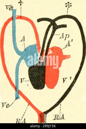 "Einführung in die vergleichende Anatomie der Wirbeltiere, für Studierende" (1907) Stockfoto