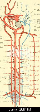 "Einführung in die vergleichende Anatomie der Wirbeltiere, für Studierende" (1907) Stockfoto