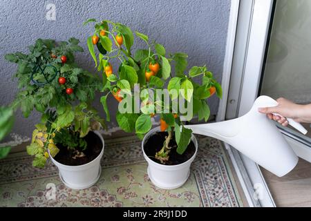 Die Hand einer Frau gießt frisches Gemüse, Kirschtomaten und heiße Chili-Paprika aus einer Gießkanne auf dem Balkon Stockfoto