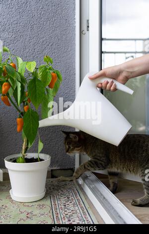Eine Frau, die heiße Chili-Paprika aus einer Gießkanne auf dem Balkon trinkt, die Katze beobachtet den Prozess Stockfoto