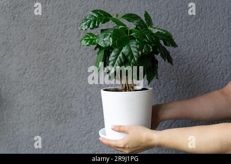 Eine Frau hält eine Kanne mit einem wachsenden jungen Kaffeebaum, der zu Hause in ihrem Garten gezüchtet wird Stockfoto