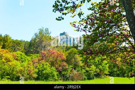 Das üppige Grün und die blühenden Judas-Bäume im Park d'Amour in Saint-Remy-de-Provence mit Blick auf die felsigen Alpilles in Frankreich Stockfoto