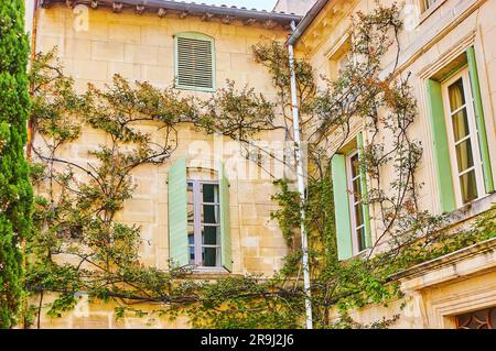 Das alte Steinhaus mit Holzläden an den Fenstern und verdrehten Weinreben und Rosen klettert die Mauer hinauf, Tarascon, Frankreich Stockfoto