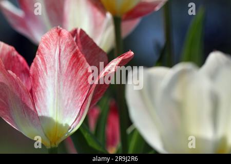 Nahaufnahme von Tulip Flaming Purissima, einer großen, früh blühenden Tulpe aus Fosteriana: Cremige Basis und rosa bis himbeerfarbene Blütenblätter. April Sonnenschein Stockfoto