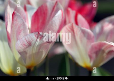 Nahaufnahme von Tulip Flaming Purissima, einer großen, früh blühenden Tulpe aus Fosteriana: Cremige Basis und rosa bis himbeerfarbene Blütenblätter. April Sonnenschein Stockfoto