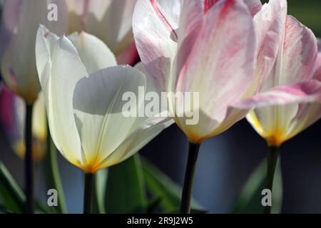 Nahaufnahme einer Tulipa Purissima-Blume mit breiten, reinweißen Blütenblättern und einer cremigen Basis. Auch Tulipa Flaming Purissima. Helles Sonnenlicht im April Stockfoto