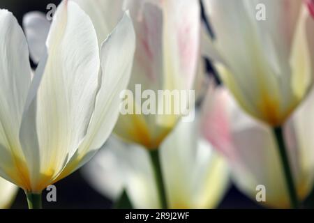 Nahaufnahme einer Gruppe von Tulipa Purissima-Blüten mit breiten, reinweißen, länglichen Blütenblättern und cremiger Basis. Auch Weißer Kaiser genannt. Fosteriana-Gruppe. Stockfoto