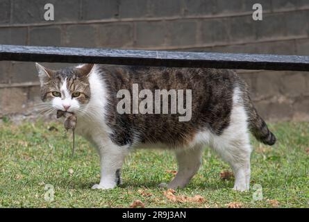 Downing Street, London, Großbritannien. 27. Juni 2023. Larry fängt eine Maus während des Kabinettsgesprächs in der Downing Street 10. Kredit: Malcolm Park/Alamy Live News Stockfoto