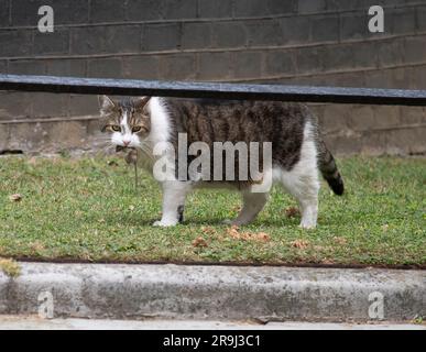 Downing Street, London, Großbritannien. 27. Juni 2023. Larry fängt eine Maus während des Kabinettsgesprächs in der Downing Street 10. Kredit: Malcolm Park/Alamy Live News Stockfoto