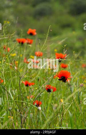 Nahaufnahme der wunderschönen Mohnblumen auf dem Feld. Helles Mohnfeld in freier Wildbahn. Blumenhintergrund, Tapete aus Feldmohn. Vertikales Foto Stockfoto