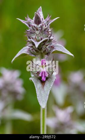 Stachys cretica Orchideenblume Stockfoto