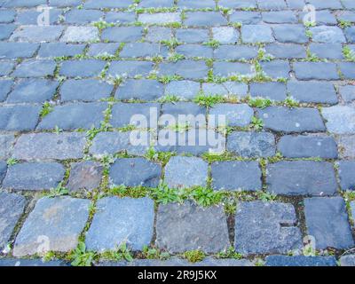 Großaufnahme mit grauen Pflastersteinen. Textur eines alten dunklen Steins mit nassem Schnee, Matsch und Schlamm. Straßenoberfläche mit Schnee. Vintage, Grunge Hintergrund. Stockfoto