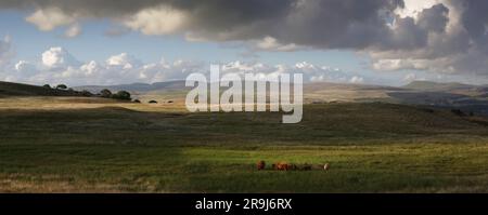 Ein Panoramablick auf die Brecon Beacons in der Nähe des Swansea Valley in South Wales UK mit einer kleinen Herde von Highland-Rindern Stockfoto