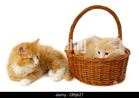 Zwei süße Kätzchen und einen Korb. Stockfoto