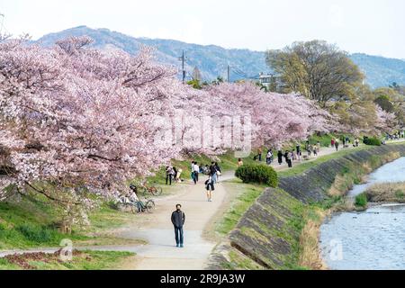 Kyoto, Japan - April 2023; Blick auf den Kamo Fluss gesäumt von japanischen Kirschbäumen mit rosa und weißen Kirschblüten oder Sakura und Menschen Stockfoto