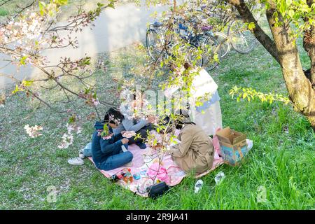 Kyoto, Japan - April 2023; aus dem Blickwinkel aus der Vogelperspektive können Sie ein Picknick unter japanischen Kirschbäumen mit rosa und weißen Kirschblüten oder Sakura entlang der machen Stockfoto