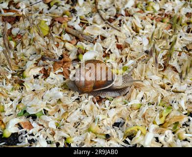 Große Gartenschnecke in Muschel kriechen auf nasser Straße Eile nach Hause, Schnecke Helix bestehen aus essbaren leckeren Lebensmitteln gewickelt Schale, um Körper, natürliche Tierschnecke zu schützen Stockfoto