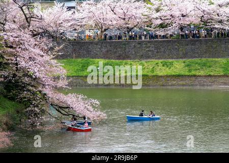 Tokio, Japan - April 2023; Menschen in Ruderbooten im Wasser des Kudanzaka Parks genießen die japanischen Kirschbäume mit rosa-weißen Kirschblüten oder Sa Stockfoto