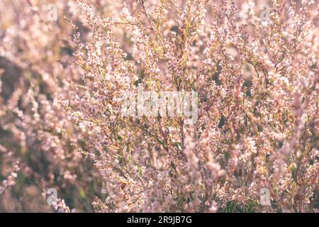 Feld mit wildem getrocknetem Gras, Blüten und Stacheln beigefarben Nahaufnahme von verschwommenem Hintergrund wilde Natur und Trendkonzept Herbstsaison. Stockfoto