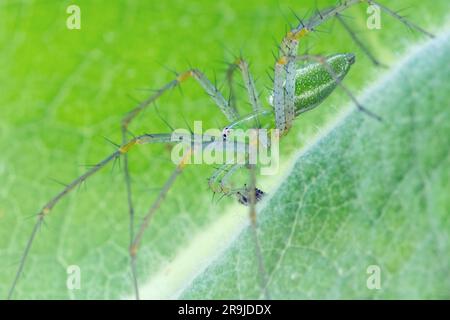 Grün Lynx Spinne (Peucetia Viridans) auf grünem Blatt Stockfoto