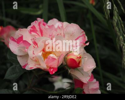 Nahaufnahme der gestreiften zweifarbigen Blumenrosen „Mind Games“ mit pinkfarbenen und weißen Streifen Stockfoto