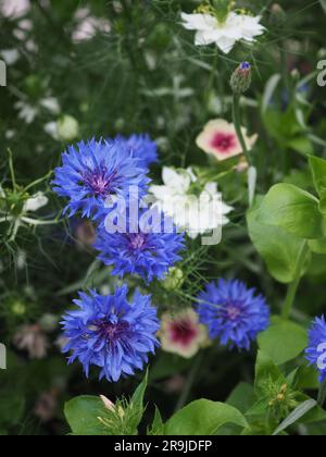 Blaue Kornblumen (blaue Kugel), weiße nigella und jährliche Phlox in einem Schnittgarten Blume Patch im Sommer Stockfoto