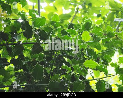 Ein Wirrwarr von Holly (Ilex)-Blättern in der Wildnis, durch die die Sonne scheint, die die Ränder der Stachelblätter hervorhebt und einige in Silhouette wirft Stockfoto