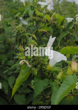 Brennnesseln (Urtica dioica) und Hecken-Bindweed (Calystegia sepium) in Blüten in einer wilden, überwucherten Hecke in Großbritannien im Sommer Stockfoto