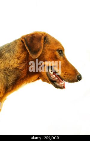 Dachshund Hundegesicht, Seitenansicht isoliert auf weißem Hintergrund. Studioaufnahme. Stockfoto