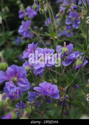 Nahaufnahme der Doppelblumen von Geranium pratense „azurblauen Himmel“ (harte Geranie oder Cranesbill) in einem englischen Landgarten im Sommer Stockfoto