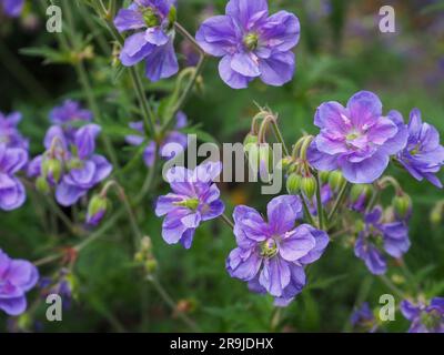 Landschaftsfoto der harten Geranium pratense „azurblauen Himmel“ Pflanze (violetter Kranzschopf) mit den gerafften Doppelblumen Stockfoto